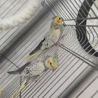 عروس هلندی گلباقالی