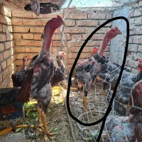 مرغ خروس