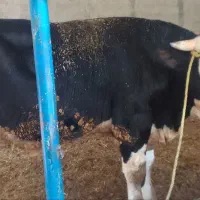 گوساله سیمینتال