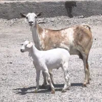 بز صلاله کهره دار