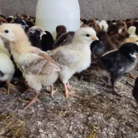 جوجه گلپایگان 10روزه