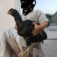 مرغ لاری