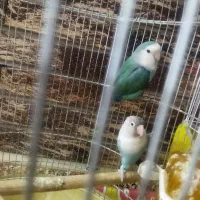 جفت کوتوله مولد