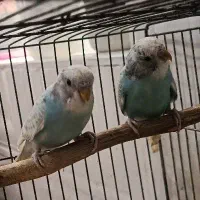 دو جفت مرغ عشق