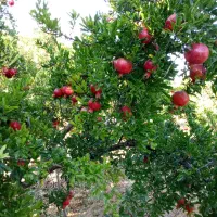 نیازمند یه کارگر برا پلاستر زبره