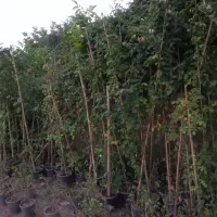 گل وگیاه