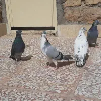 کبوتر