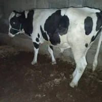 کشتار روز و در حضور مشتری