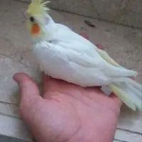 جوجه عروس هلندی سرلاکی