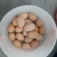 تخم مرغ رسمی /بومی /محلی
