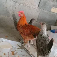 یک خروس و2 عدد باروک