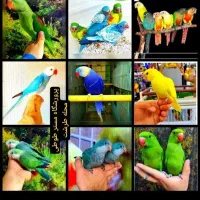 ملنگو راهب خورشیدی گرینچیک سنگال شاه طوطی لوری