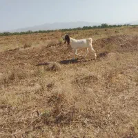 2تا بزغاله