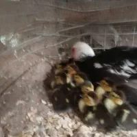 جوجه اردک خارجی اسرائیلی