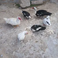 اردک اسرائیلی