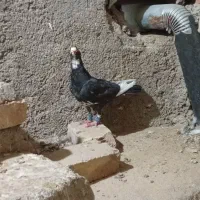 دو جفت کفتر زمانتی