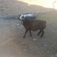 بره نر و ماده میش بره دار
