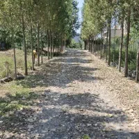 زمین-قابل-ساخت-فرصت-ویژه-جنگلی
