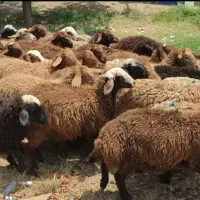 دام  شیشک سرکدار چرا گاهی