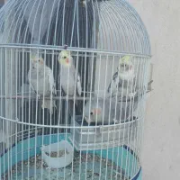 عروس هلندی