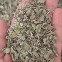 آویشن نو برگ پهن