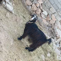 بز با بیگ