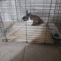 خرگوش