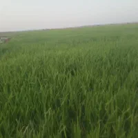 زمین-کشاورزی-میخوام