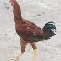 مرغ وخروس