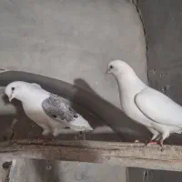 کبوترپرشی عالی