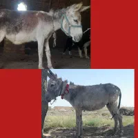جفت الاغ خر نر ماده گله ای ارام ماده آبستن سنگین