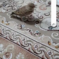 سهره‌خاکی