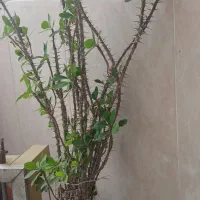 گلها|گل و گیاه طبیعی|مرند, |دیوار