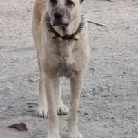 سگ گمشده