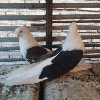 5عدد‌کبوتر‌فروشی