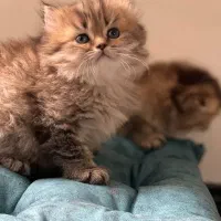 گربه