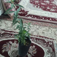 نهال بادام و انگور