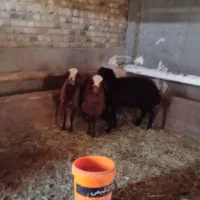 گوسفندبره نر