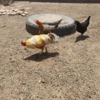 خروس دورگ فروشی