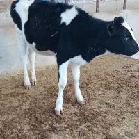 گوساله تلیسه