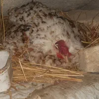 تخم نطفه دار لری اصل