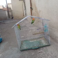 دوعدد کوتوله برزیلی خوشکل