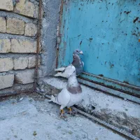 کبوتر|پرنده|مرودشت, شهرک مهدیه|دیوار