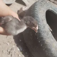 جوجه افغان