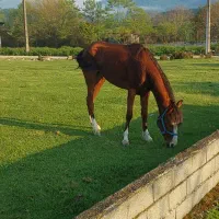 مادیون پنج نشون  قد ۱۵۰