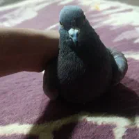 کبوتر