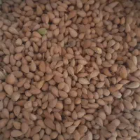 بادام شیرین کیلو ۴۰۰