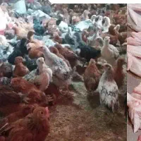 فروش۴۰عدد جوجه دو رگه دونه ای۳۰۰.۰۰۰تومان