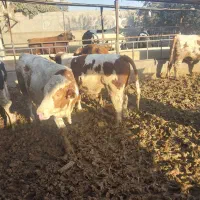 کارگر دامداری با خانواده اتباع