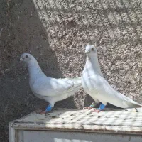 کفتر،کبوتر مصری،موشی،